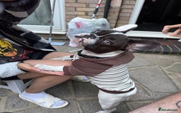 French Bulldog dogs for sale: Oreo French bulldog  - Image 5