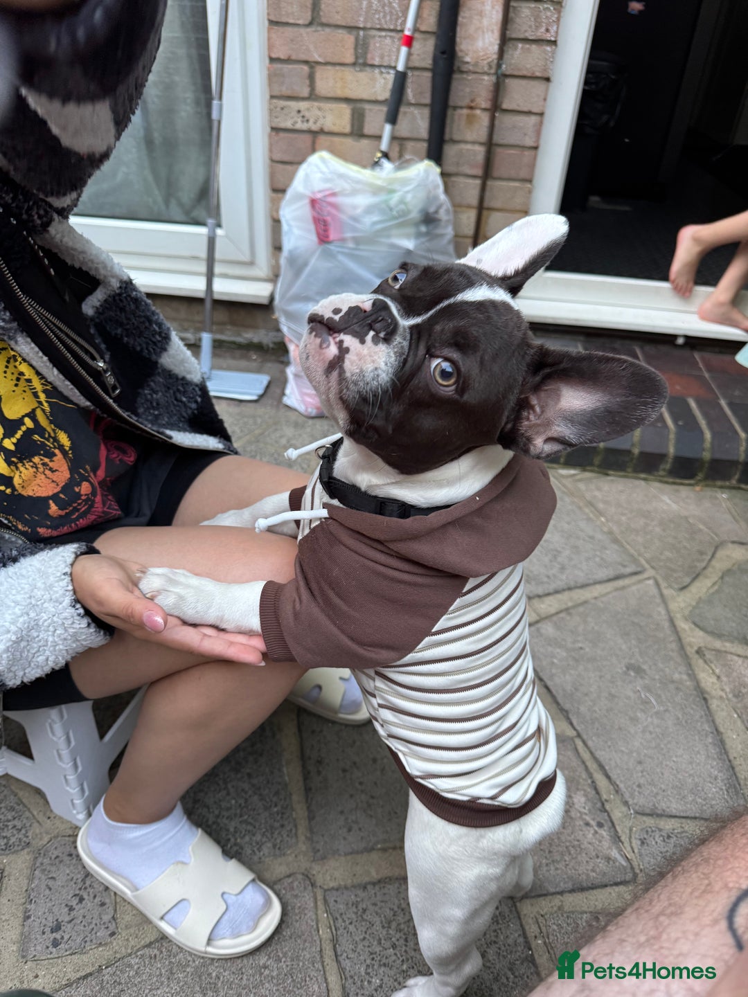 French Bulldog dogs for sale: Oreo French bulldog  - Image 5