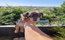 Miniature Dachshund dogs for sale: Adorable Miniture Dachshund  in Paignton - Image 18