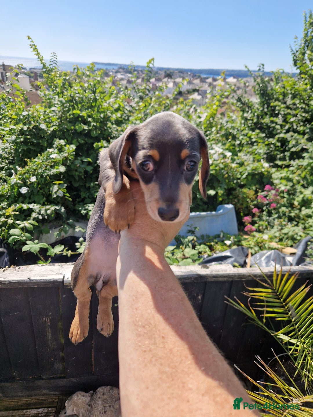 Miniature Dachshund dogs for sale: Adorable Miniture Dachshund  in Paignton - Image 18