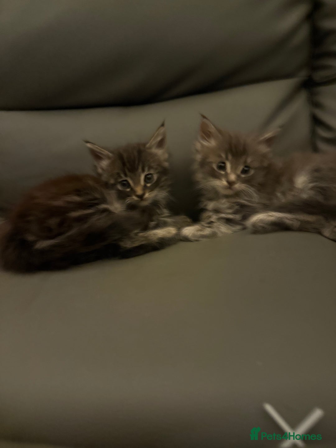 Maine Coon cats for sale: Maine Coon kittens  - Advert 5
