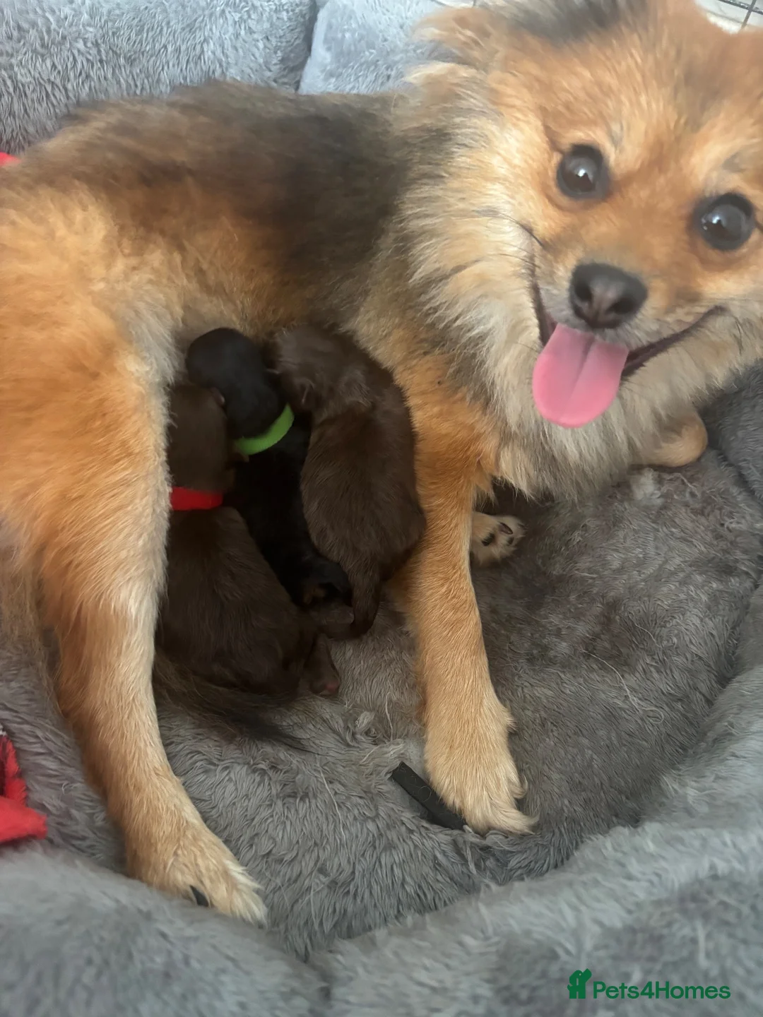 Pomeranian dogs for sale: Two Pomeranian boys for sale  - Advert 6