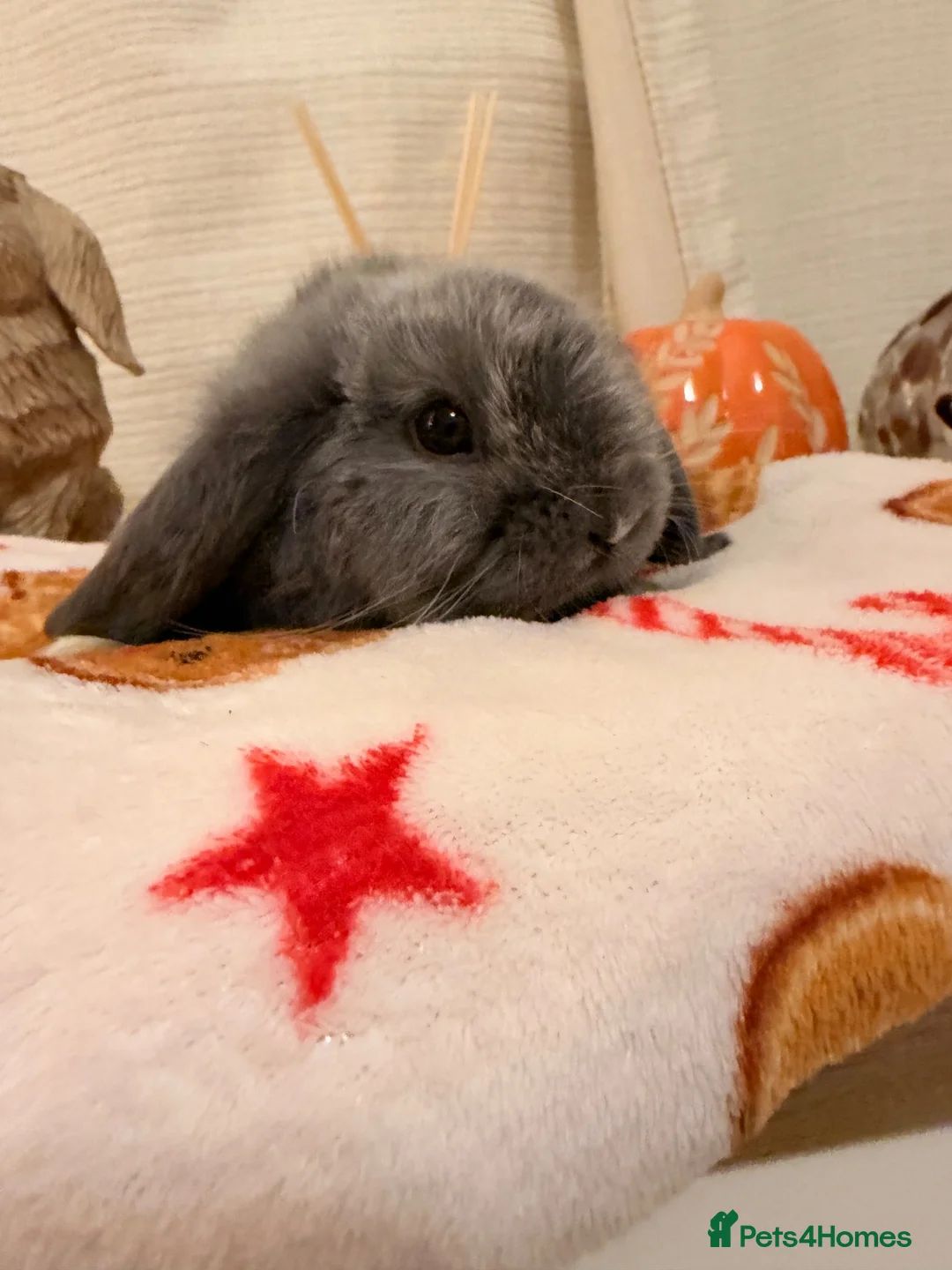 Mini Lop rabbits for sale: Gorgeous little mini lop baby bunny rabbits  - Advert 21