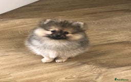 Pomeranian dogs for stud: Pomeranian Stud  - Image 7