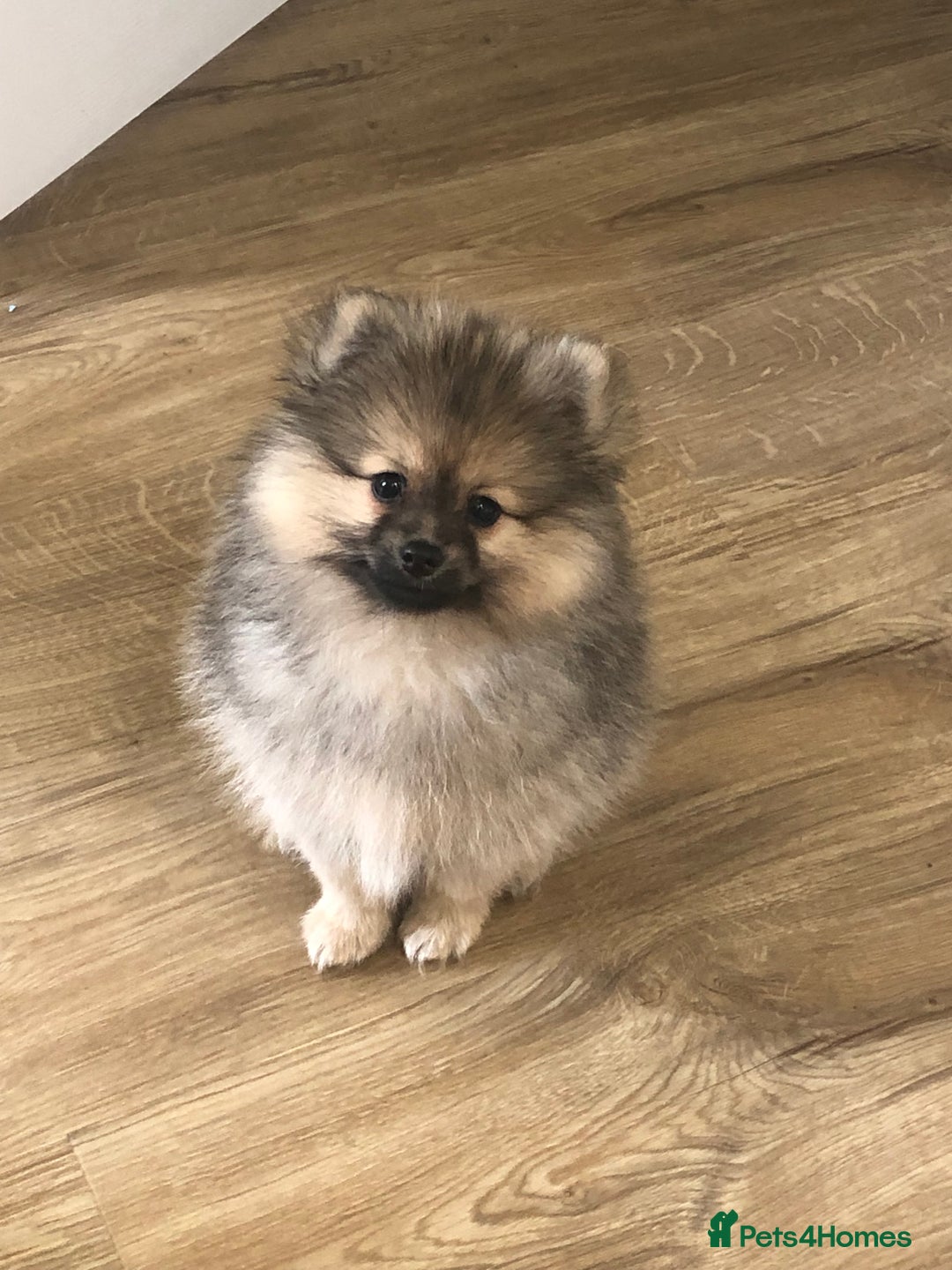 Pomeranian dogs for stud: Pomeranian Stud  - Image 7