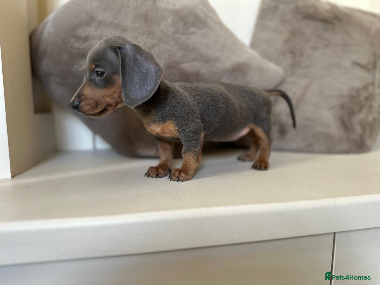 Miniature Dachshund dogs Refuced KC Dapple & Blue Miniature Dachshunds  - Advert 2