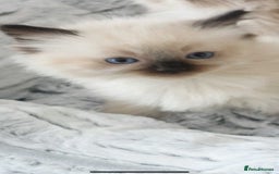 Ragdoll cats for sale: INDOOR FULL PEDIGREE RAGDOLL KITTENS - Image 36