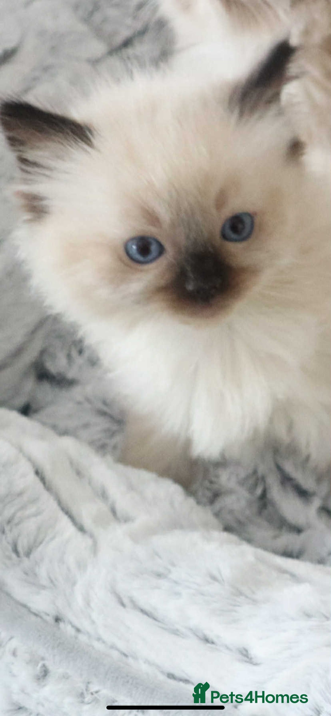 Ragdoll cats for sale: INDOOR FULL PEDIGREE RAGDOLL KITTENS - Image 36