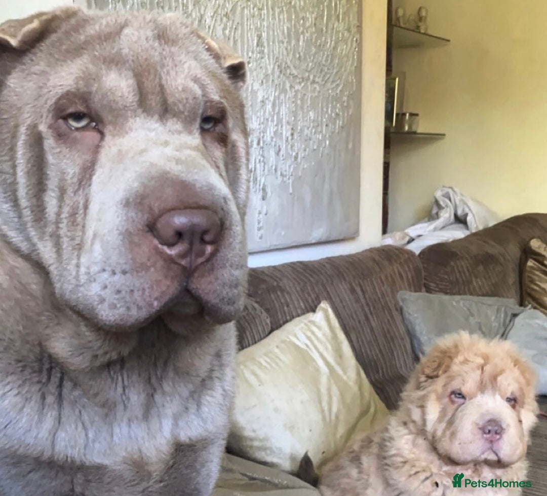 Shar Pei dogs for stud: EXPERIENCED LICAC DILUTE STUD **WELL PROVEN** in Wetherby - Image 5