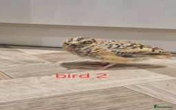 Quail poultry for sale: Coturnix quail three week old (not sexed)  - Image 3