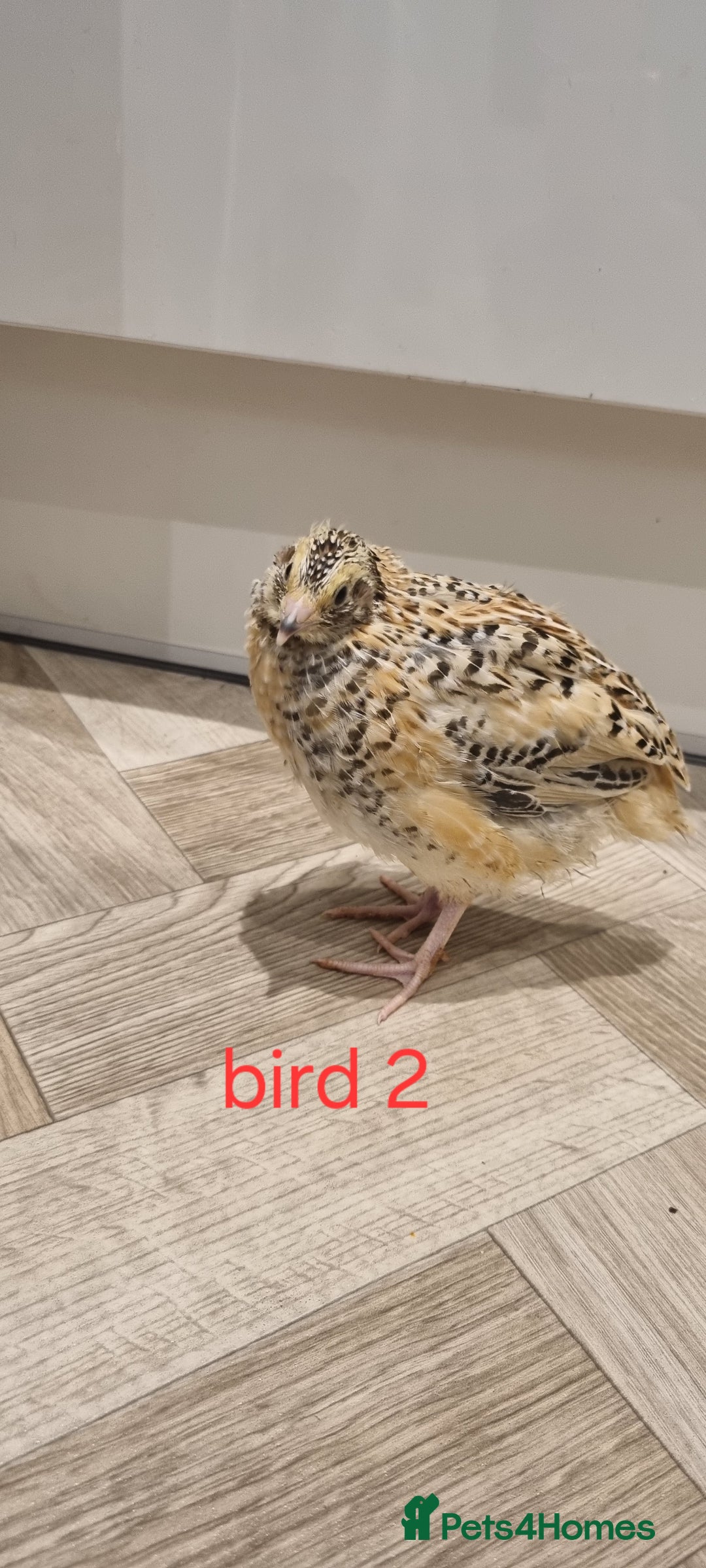 Quail poultry for sale: Coturnix quail three week old (not sexed)  - Image 3