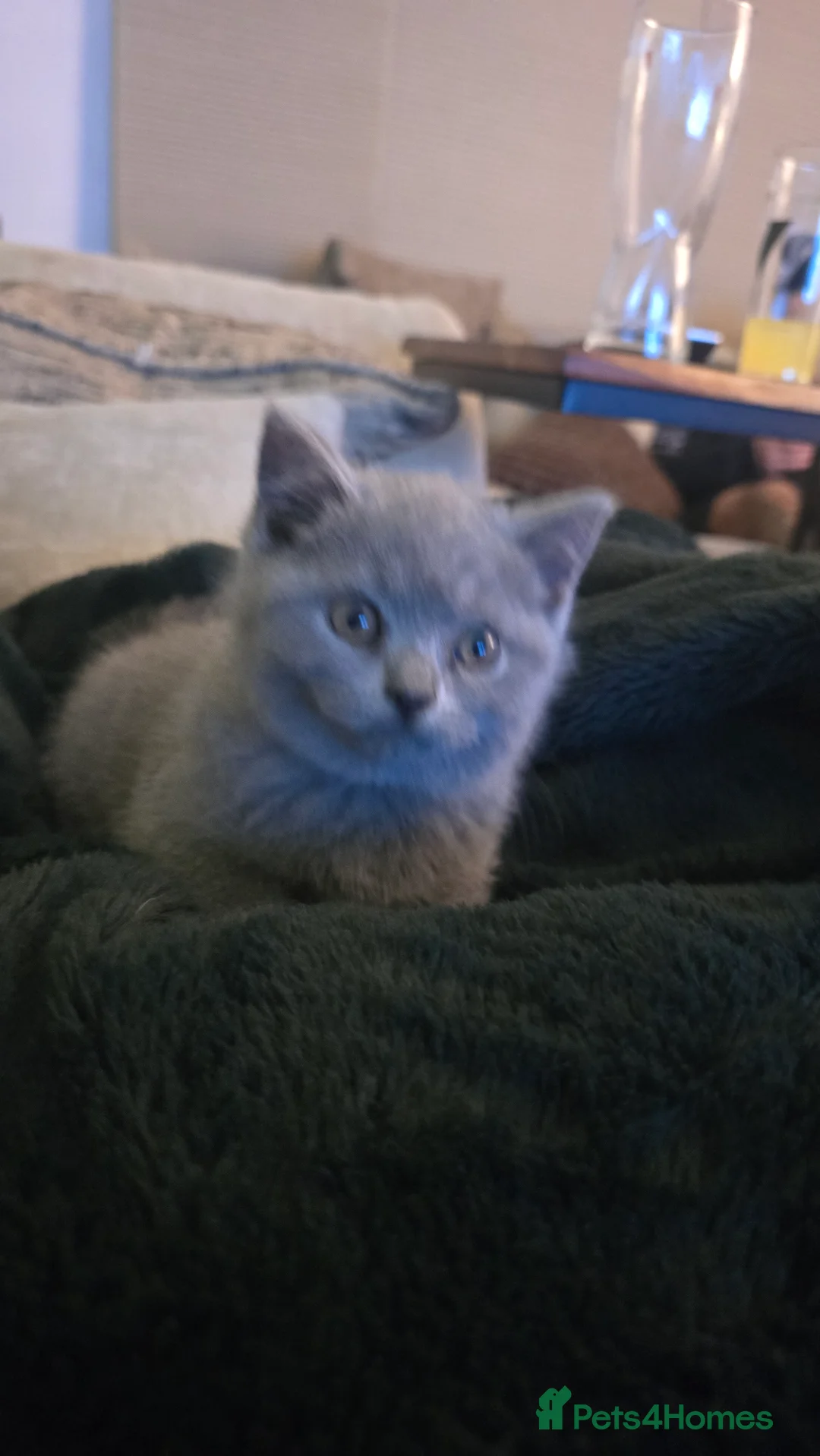 British Shorthair cats for sale: 6 british short hair ready to go  - Advert 27