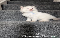 Ragdoll cats for sale: GCCF Pedigree Ragdoll Kittens Champion Lines - Image 10