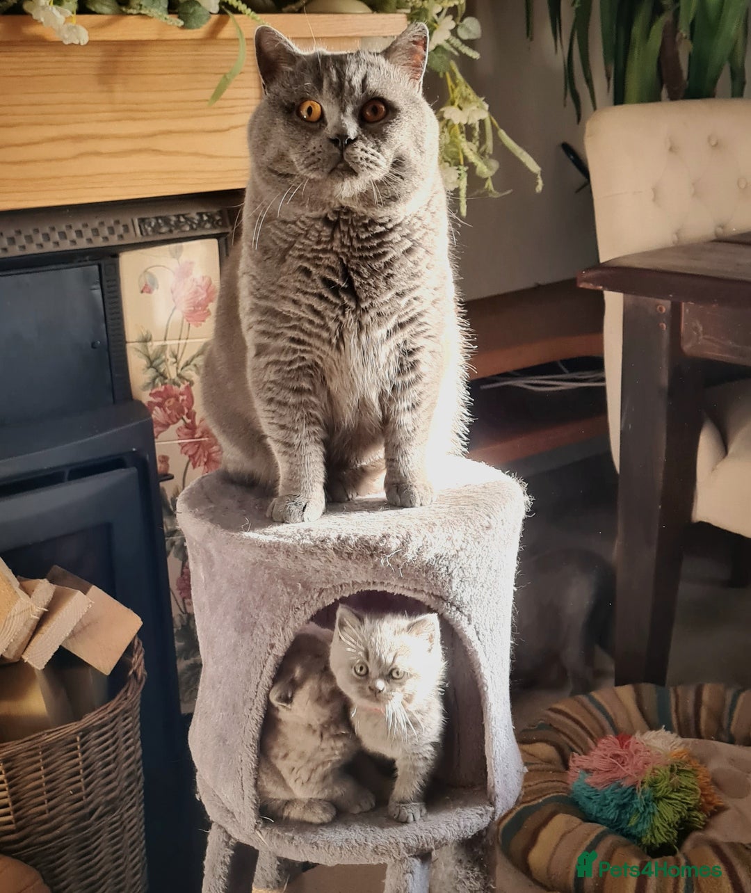 British Shorthair cats for stud: ⭐️ STUD BLUE BRITISH SHORTHAIR GCCF, WREXHAM ⭐️ in Wrexham - Image 2