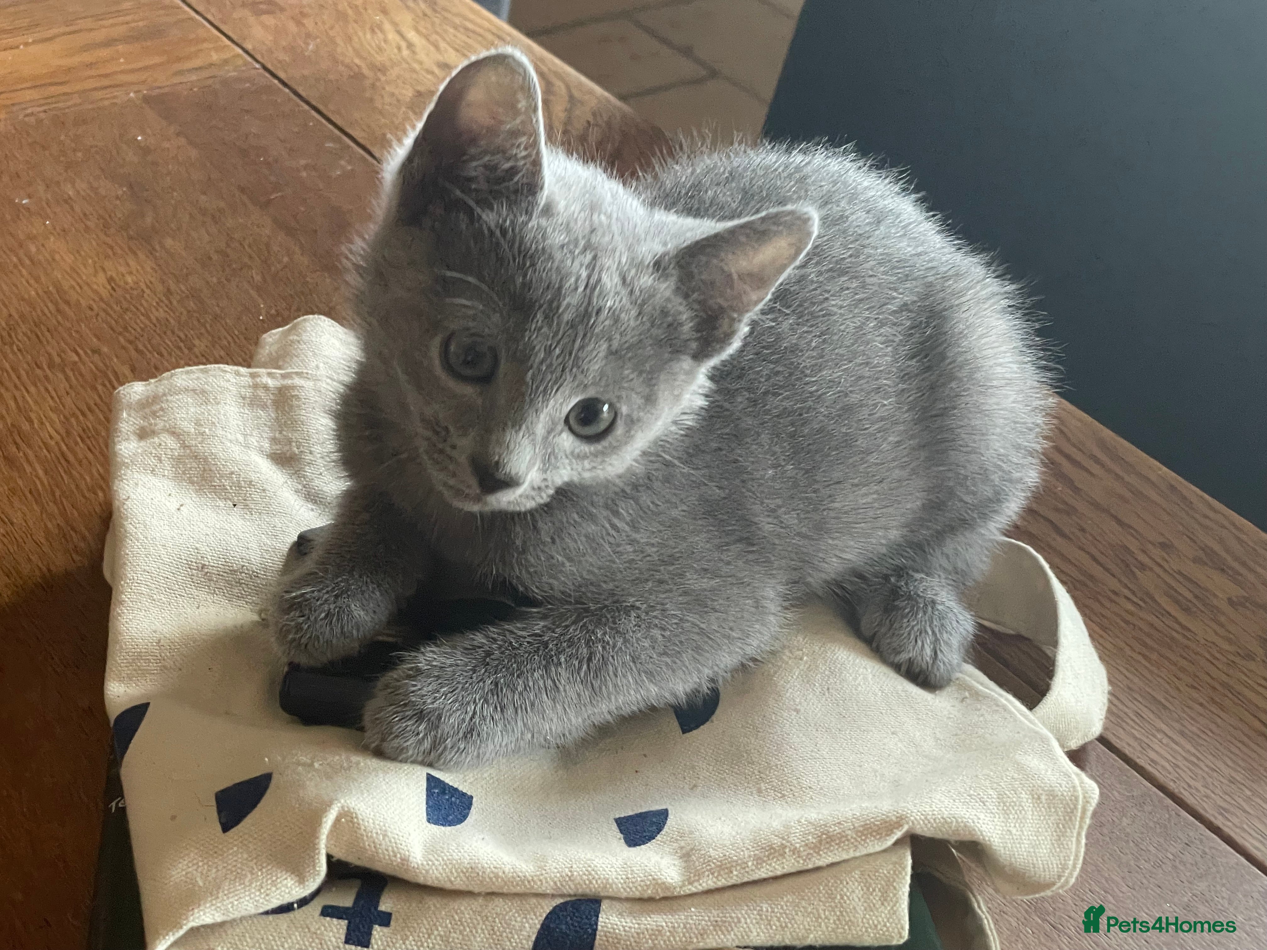 Russian Blue cats 5 Beautiful Russian Blue Kittens - Advert 2