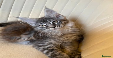 Maine Coon cats - Advert 13