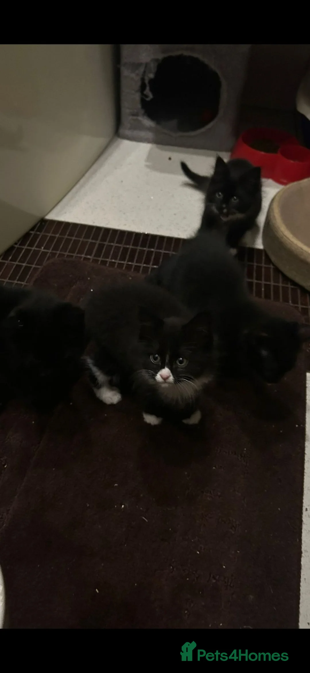 Mixed Breed cats for sale: Kittens 😺 - Advert 25