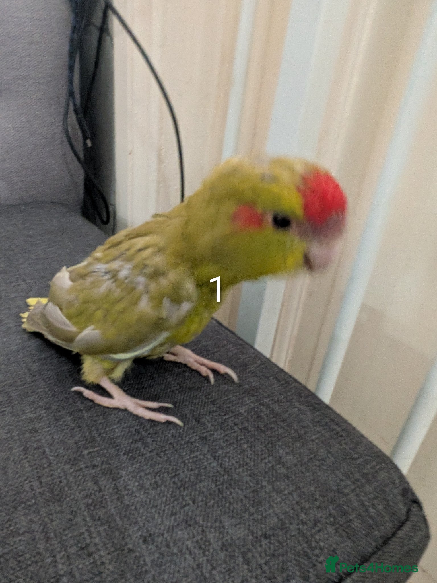 Parrots birds Baby Khakariki small parrots x6 - Advert 6