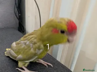 Parrots birds Baby Khakariki small parrots x6 - Advert 6