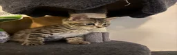 Bengal cats for sale: Cross bengal kitten  - Advert 12