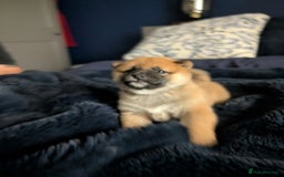 Japanese Shiba Inu dogs for sale: Lovely Shiba Inu Puppies, Last One Left - Advert 4