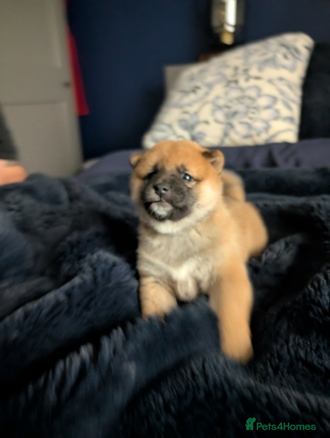 Japanese Shiba Inu dogs for sale: Lovely Shiba Inu Puppies, Last One Left - Advert 4