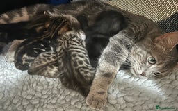 Bombay cats for sale: beautiful kittens for sale  - Image 2