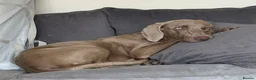 Weimaraner dogs for sale: Weimaraner looking for his forever home in Manchester - Advert 6