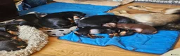 Miniature Dachshund dogs for sale: Superb miniature smooth haired Dachshunds. - Advert 6