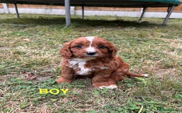 Cavapoo dogs for sale: Stunning cavapoo pups *ready to leave 29th august* - Image 5