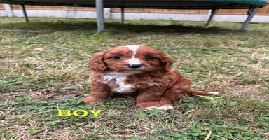 Cavapoo dogs - Advert 14