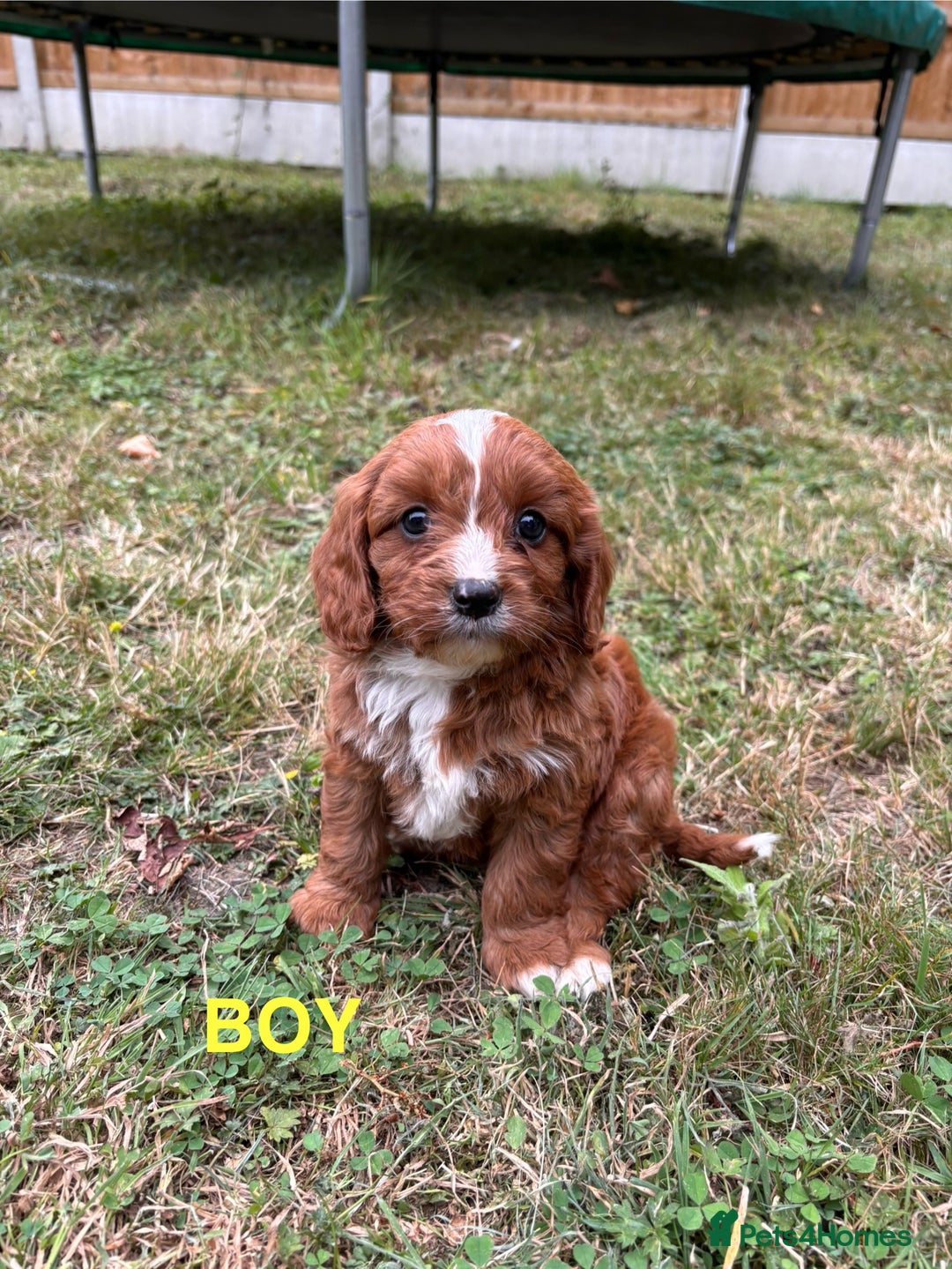 Cavapoo dogs for sale: Stunning cavapoo pups *ready to leave 29th august* - Image 5