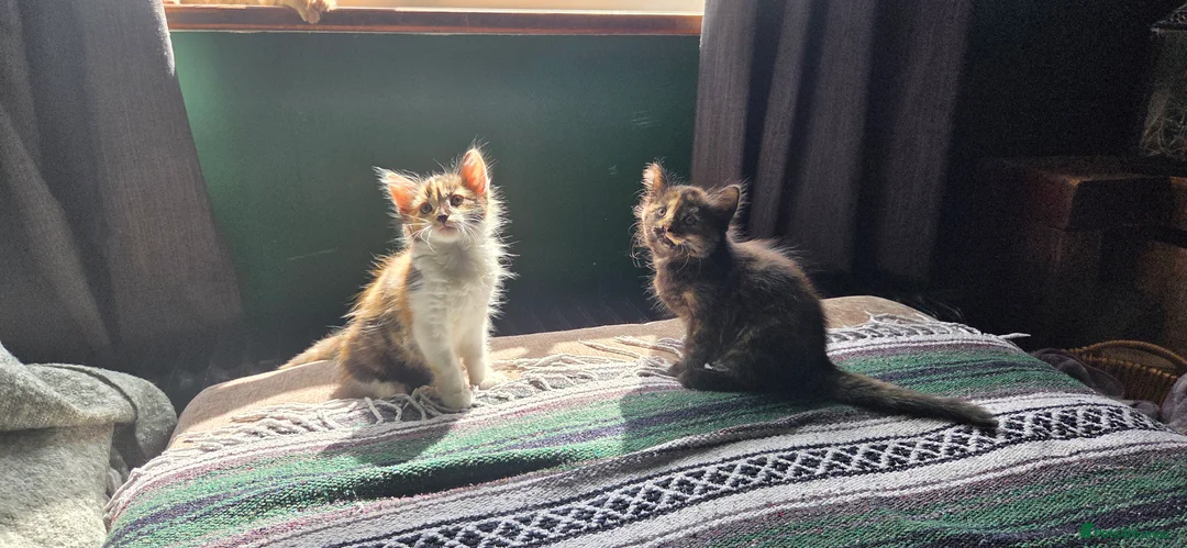 Mixed Breed cats for sale: Kittens for sale  - Advert 2