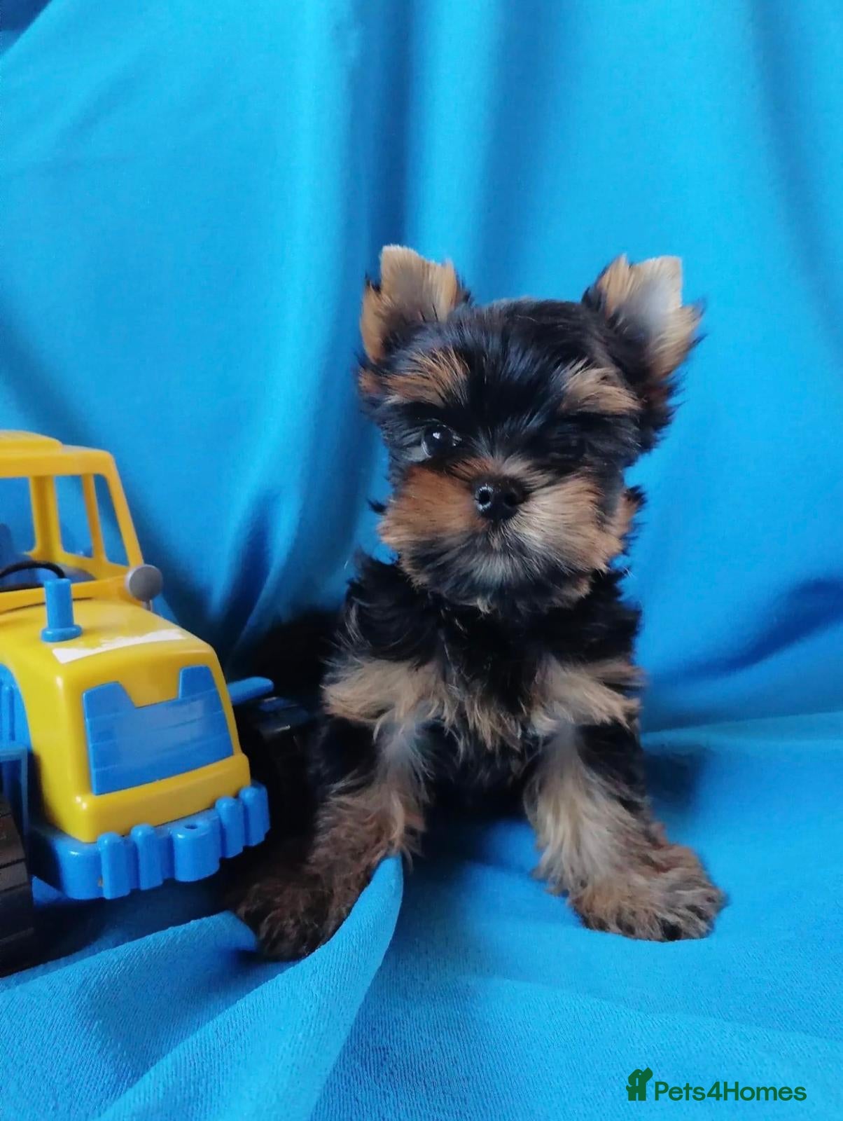 Biewer Terrier dogs Biewer Terrier  - Advert 1