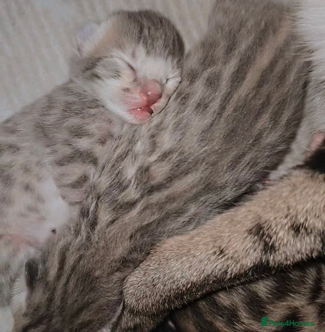 Bengal cats ✨ STUNNING SILVER & SPOTTED SAVANNAH X BENGALS✨ - Advert 1