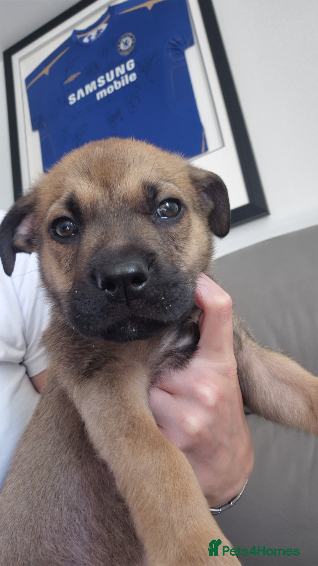 Mixed Breed dogs for sale: German shepard cross - Image 4