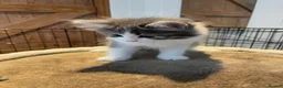 Mixed Breed cats for sale: Beautiful persian cross long hair domestic cat  - Advert 29