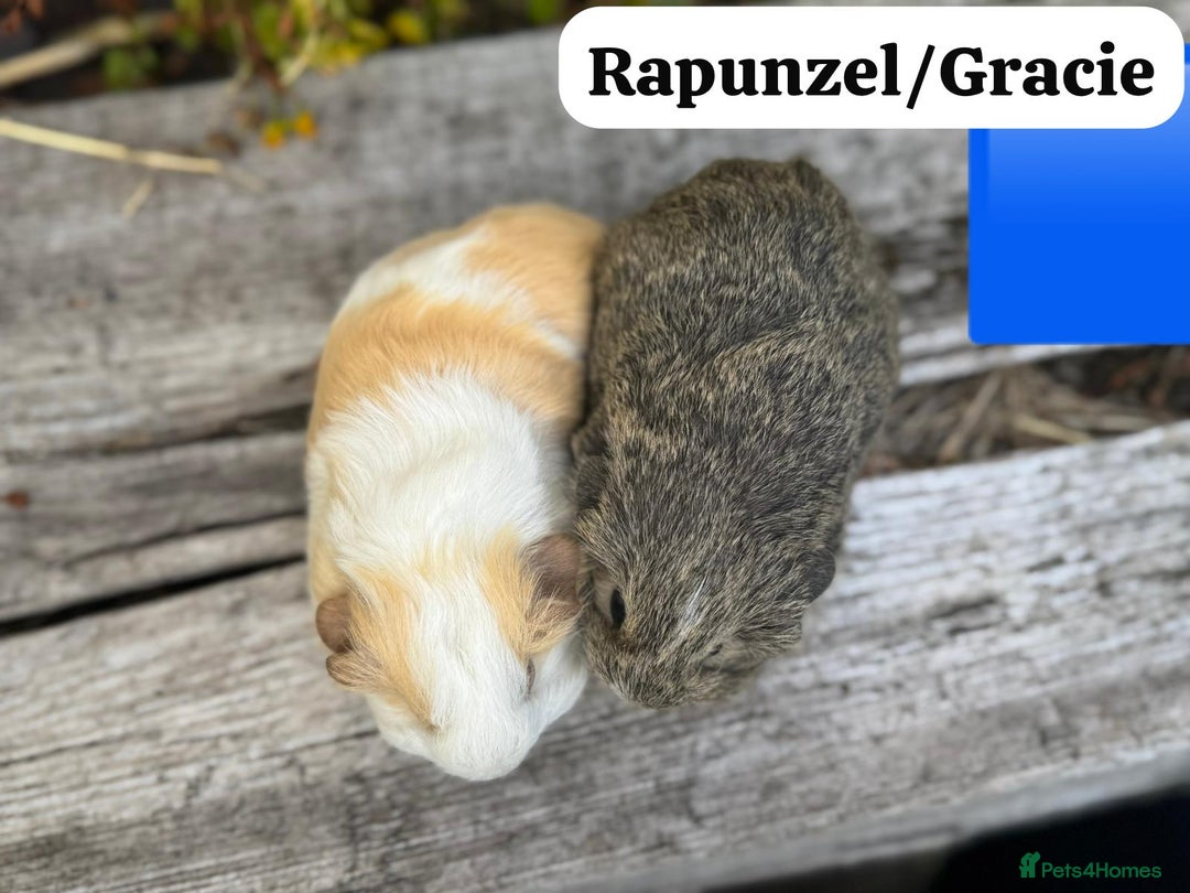 Guinea Pig rodents for sale: Baby guinea pigs available now. Sheffield. - Image 29