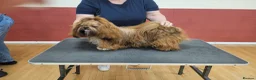 Shih Tzu dogs for sale: royal kennel club registered standard shih tzu pup - Advert 10