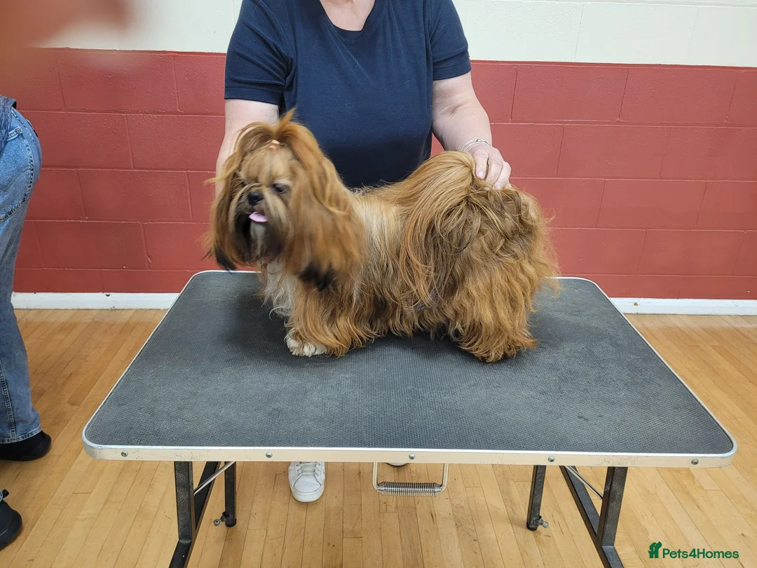 Shih Tzu dogs for sale: royal kennel club registered standard shih tzu pup - Advert 10