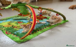 Maine Coon cats for sale: Red Maine coon female kittens, TICA reg - Image 37