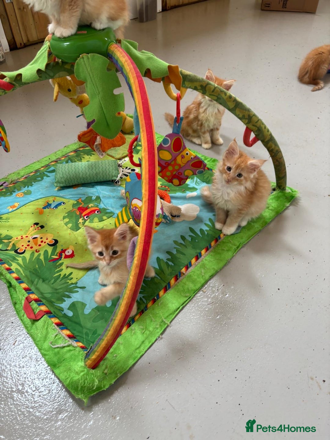 Maine Coon cats for sale: Red Maine coon female kittens, TICA reg - Image 37