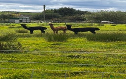 Alpaca livestock for sale: Alpacas  - Advert 6