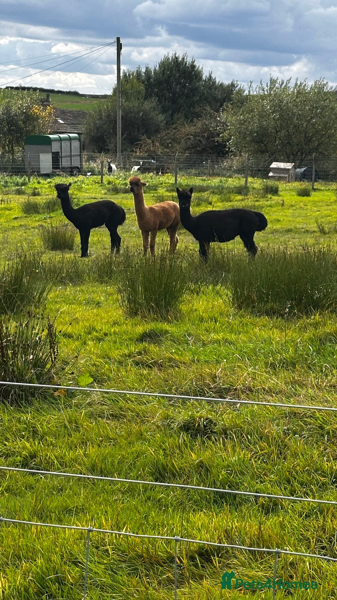 Alpaca livestock for sale: Alpacas  - Advert 6
