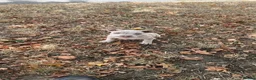 American Bulldog dogs for sale: Beautiful pocket bully  - Advert 3
