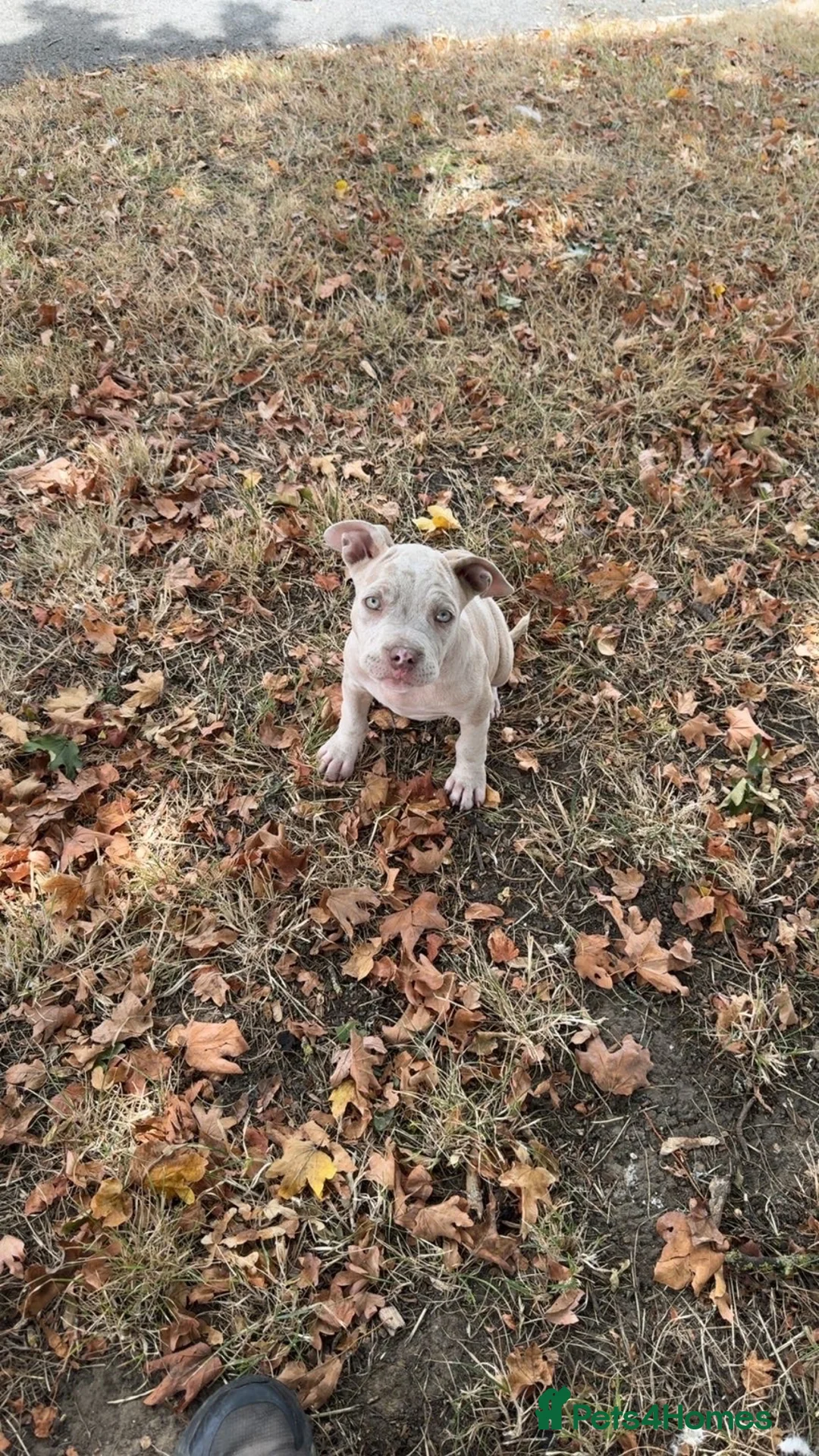 American Bulldog dogs for sale: Beautiful pocket bully  - Advert 3