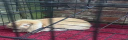 Mini Lop rabbits for sale: READY NOW gorgeous mini lop in Sheffield - Advert 3