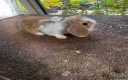 Mini Lop rabbits for sale: Two female mini lops for sale - Image 9