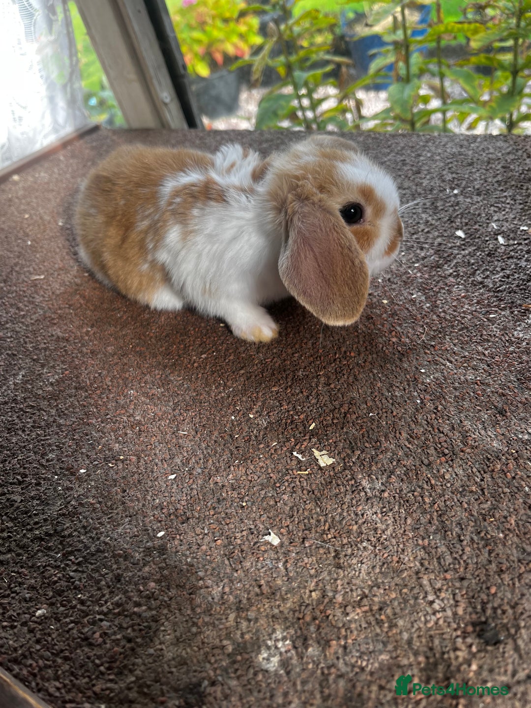 Mini Lop rabbits for sale: Two female mini lops for sale - Image 9