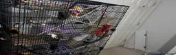 Rat rodents for sale: Three female rats, cage and all accessories  - Advert 11